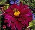 _MG_0592C