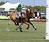 2011GayPolo010