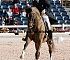 Dressage0009
