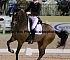 Dressage0023