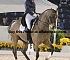 Dressage0029