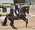 Dressage0033