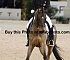 Dressage0039