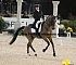 Dressage0040