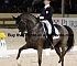 Dressage0044