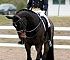 Dressage0055