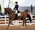 Dressage0052