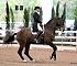 Dressage0064