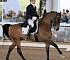 Dressage0070