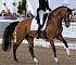 Dressage0075