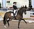 Dressage0079