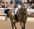 Dressage0082