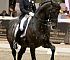 Dressage0094