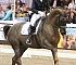 Dressage0098