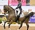 dressage125