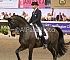 dressage134